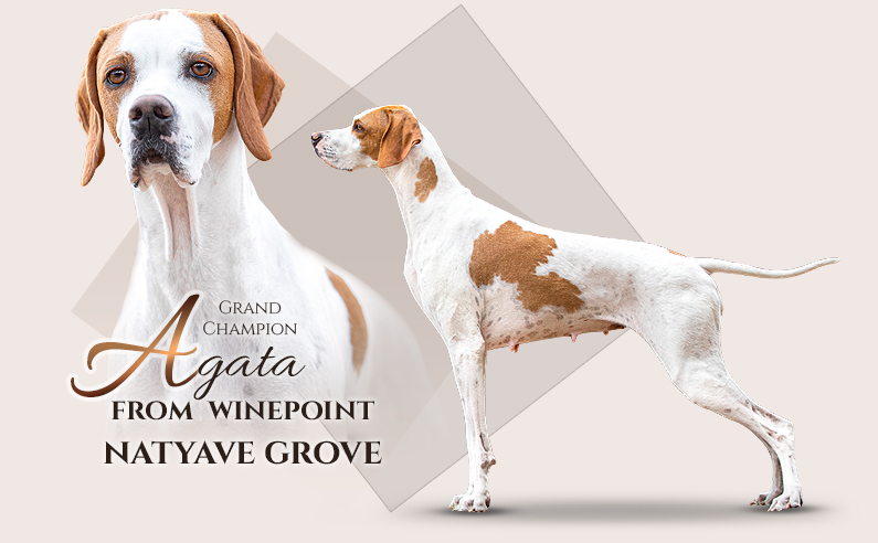 Pointer Agata from Winepoint Natyave Grove