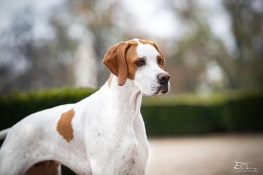 English Pointer Agata from Winepoint Natyave Grove