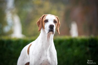 English Pointer Agata from Winepoint Natyave Grove
