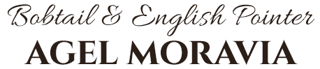Anglický pointer a Bobtail - Agel Moravia